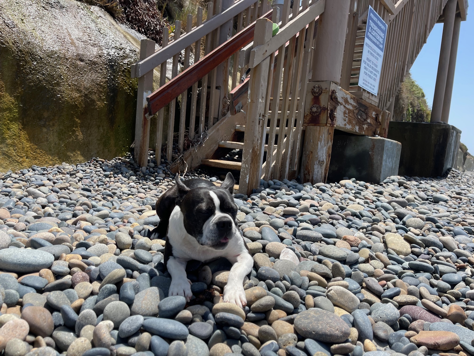 Oliver enjoys our local beaches