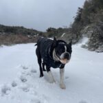 Oliver the Boston Terrier playing in Pine Valley Snow