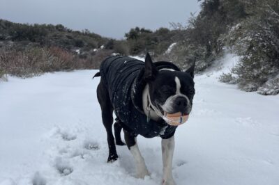 San Diego Snow ⛄ Day