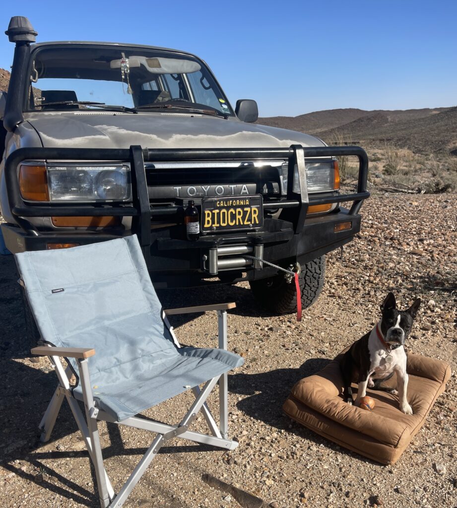 Oliver our Boston Terrier loves camping in Anza Borrego