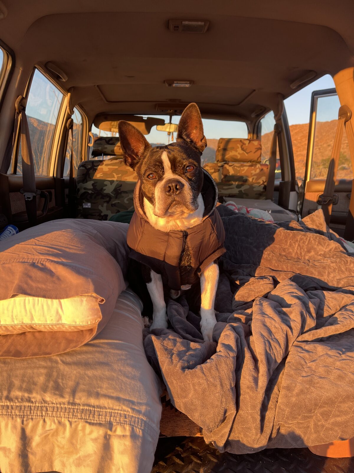 Anza Borrego Wildflower Search