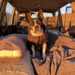 Oliver the Boston Terrier in Anza Borrego